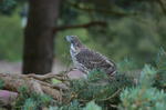 Goshawk