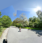 May  2020 - Arnold Arboretum - Title: Sprite