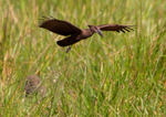 Hamerkop portfolio