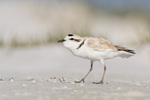 Snowy Plover (breeding adult) pauses, Fort De Soto Park, Florida