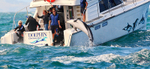 Dolphin Encounter boat trip off Kaikoura