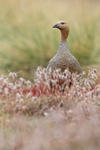Ruddy-headed Goose standing upright, Carcass Island, Falklands