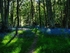 Washburn Woods