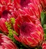Mainly Floral 2024-5