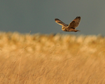 Short-eared Owl in late sunshine, Hawling, Gloucestershire