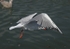 090917 SEAGULL10 IMG_7218