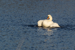 Mute Swan - Lackford Lakes