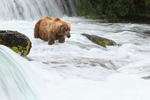 Brown Bear waits below Brooks Falls for salmon to arrive, Katmai NP