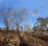 November 2019 - Arnold Arboretum - Title: Mind and Flight