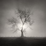 Tree and Light (square format)