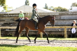 S2 - TSR Ridden Pony Showing portfolio