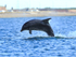 Bottlenose Dolphin breaching near Chanonry Point in the Moray Firth