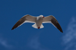 Dolphin Gull in Flight