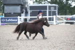Class 317 IH Pure bred Horse/Pony portfolio