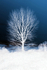 11th January Black Poplar