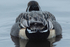 Pintail