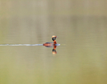 Slavonian Grebe -  Podiceps auritus