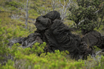 Lava mound, Kealakomo Overlook, Hawaii