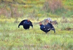 Black Grouse