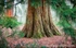 Osmaston Park Redwood