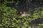 Marsh Frog