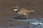 Little-ringed Plover