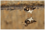 Turnstone Reflection 2