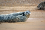 Common Seal