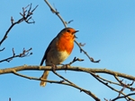 Robin