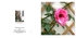 002 Climbing Rose