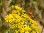 Small Skipper