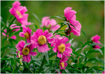 Paeonia veitchii 1