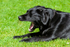 Black Labrador_0308