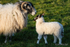 Ewe and Lamb Affection