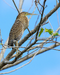 Bare-throated Tiger-Heron (juvenile), Sierpe River, Costa Rica