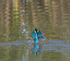 Kingfisher bursts from the water with a fish at Otmoor