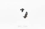 BPP_1564