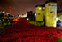 Poppies Tower of London 8618422