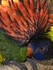 Lorikeet 01A