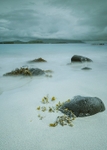 Canna seascape