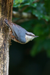 Nuthatch portfolio