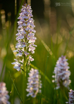Heath Spotted-orchids, Snowdonia