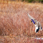 Male Mallard Landing
