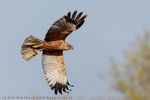 Marsh Harrier (Circus aeruginosus) male