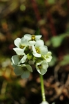 Lapland Whitlow Grass 2736