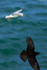 Herring Gull chases off a Raven at Durlston