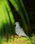 Blue Ground-Dove portfolio