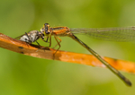 Blue-tailed damselfly - Ischnura elegans RPNP0108
