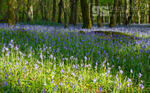 Bluebells in evening light, Snowdonia