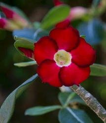 Floral 067